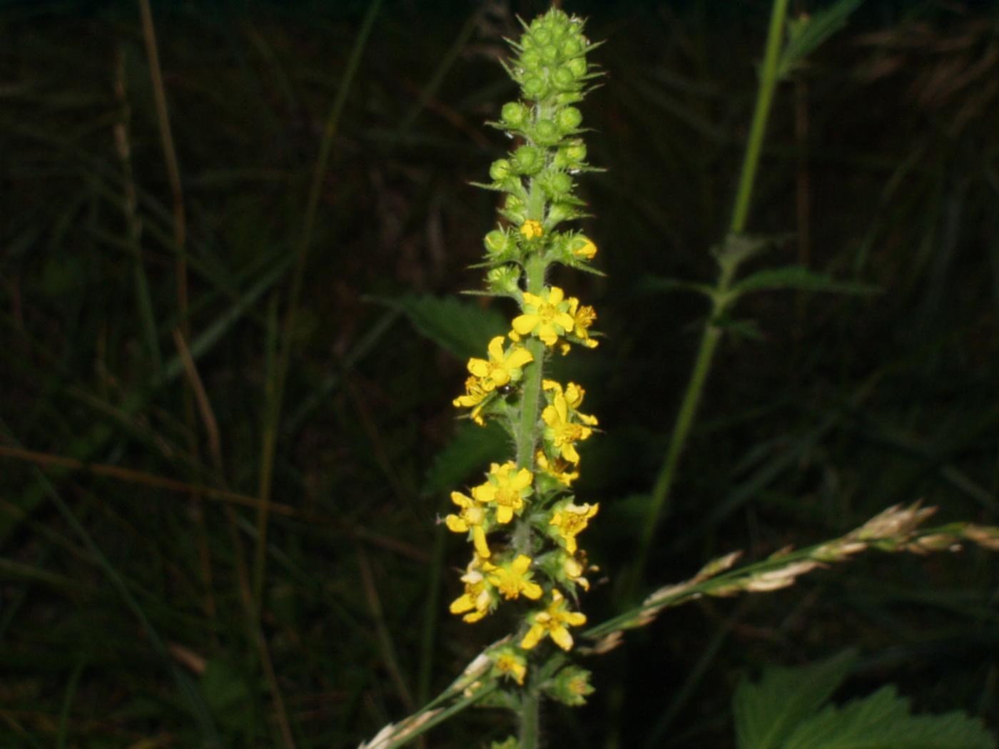 Agrimony, Common flower